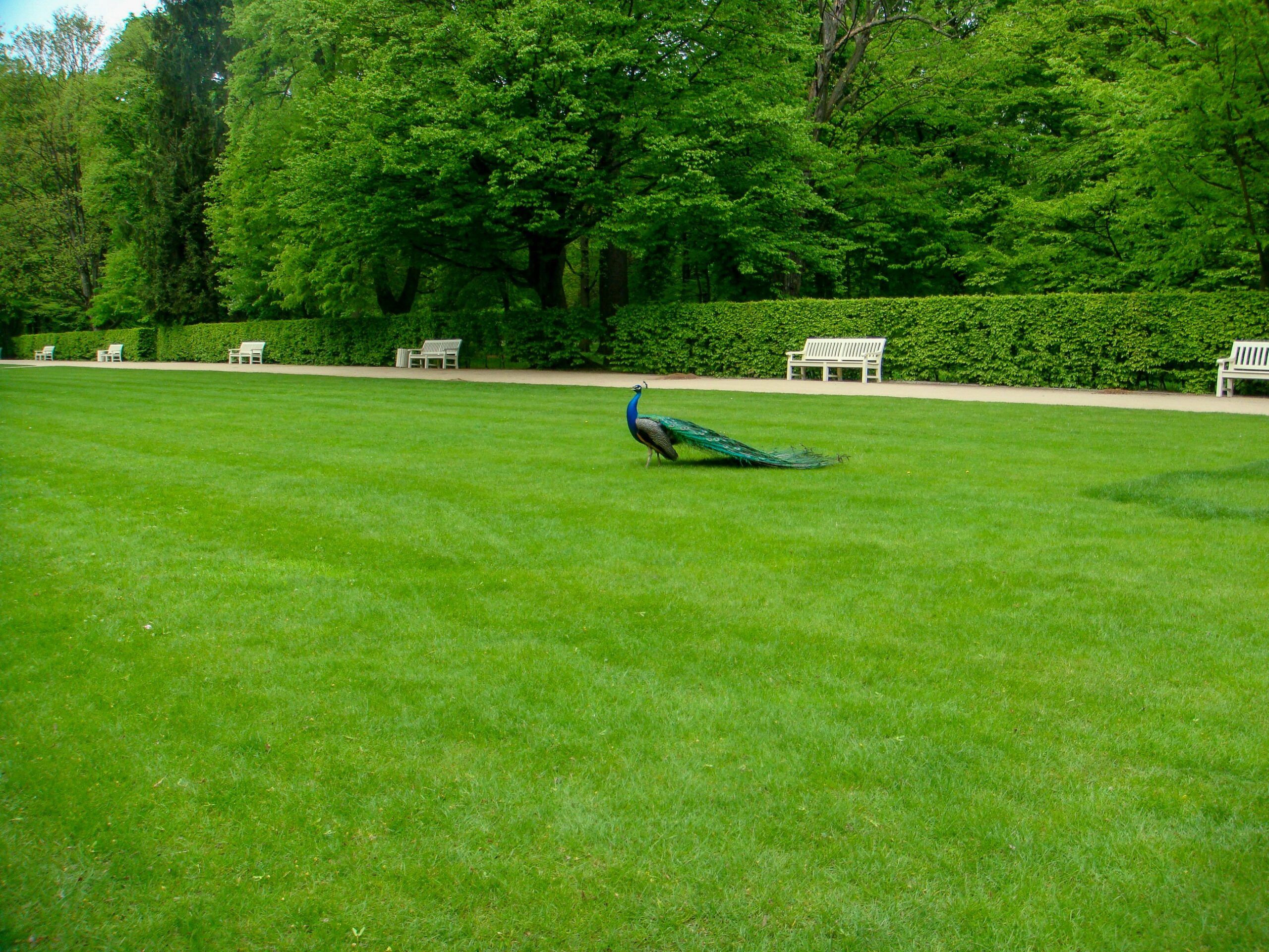 Healthy green grass growing in a lush lawn, illustrating the successful results of following steps on how to grow grass from seed.