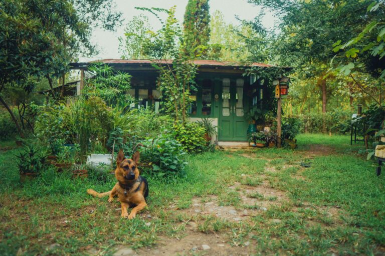 Dog resting in struggling lawn demonstrates why Grass Care 101 is needed