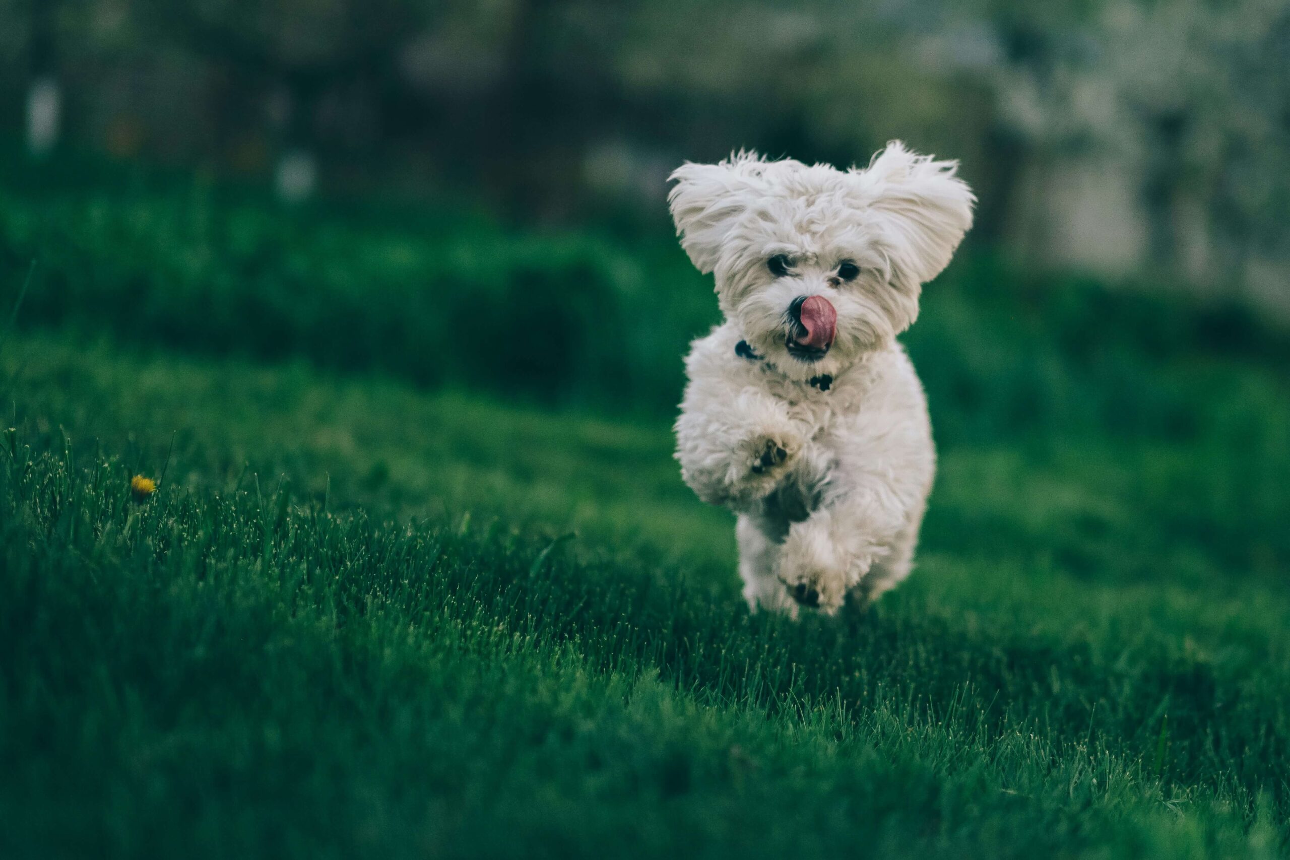 Dog standing on green lawn with visible yellow grass spots