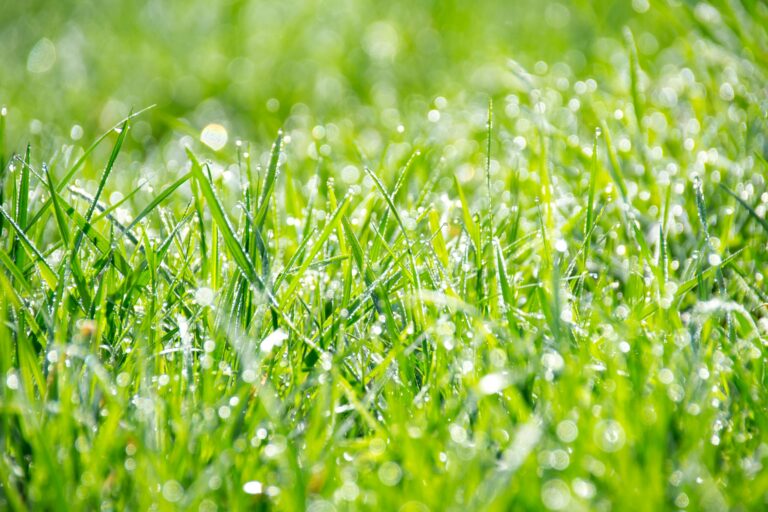 Close-up of dense, emerald-green zoysia grass showing its characteristic fine texture and uniform growth pattern