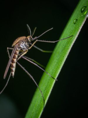 Close-up of a bug on a blade of grass, highlighting the need for lawn pest control to keep your yard healthy and pest-free.