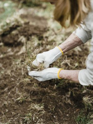 Close-up of gardener wearing gloves, planting grass in a backyard garden setting.